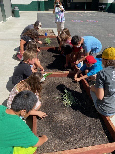 Planting in raised beds